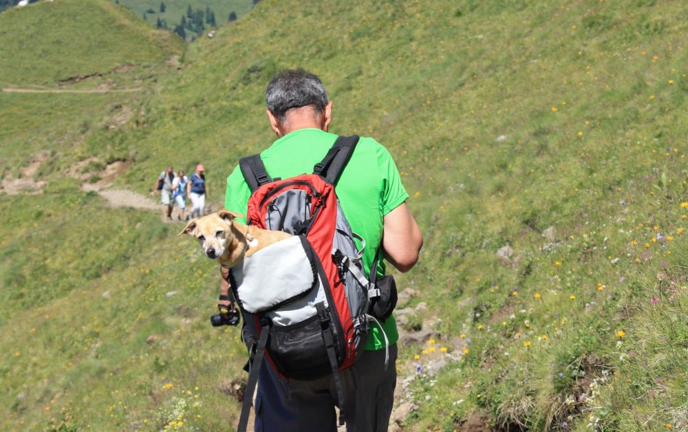 Wandern mit Hund, © Österreichs Wanderdörfer, Corinna Widi