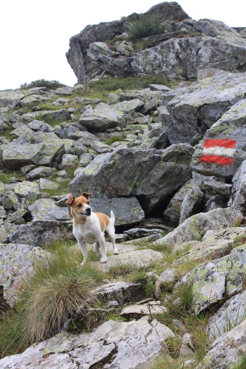 Wandern mit Hund, © Österreichs Wanderdörfer, Corinna Widi
