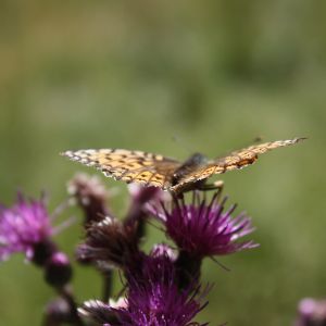 Schmetterling, © Österreichs Wanderdörfer, Corinna Widi