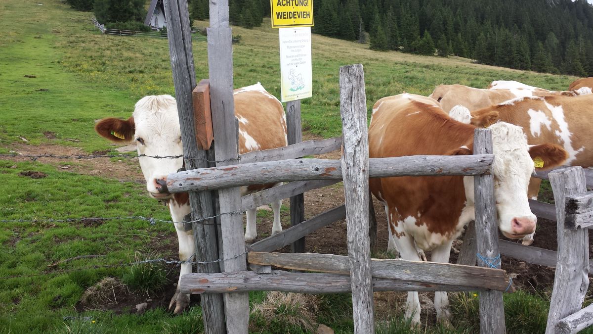Kühe begrüßen uns, © Österreichs Wanderdörfer, Elisabeth Pfeifhofer