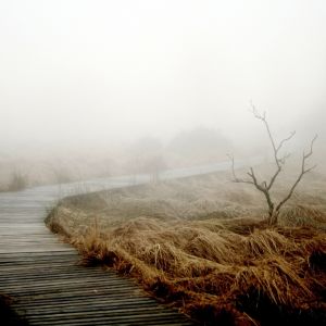 Nebeliges Moor im Frühling und Herbst, pixabay