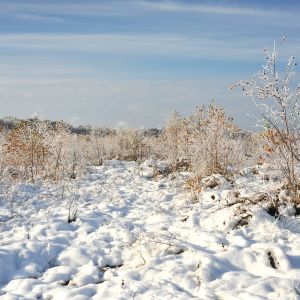 Winterwanderung durch Moor, pixabay