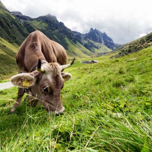 Kuh auf der Alpe Nova | Montafon