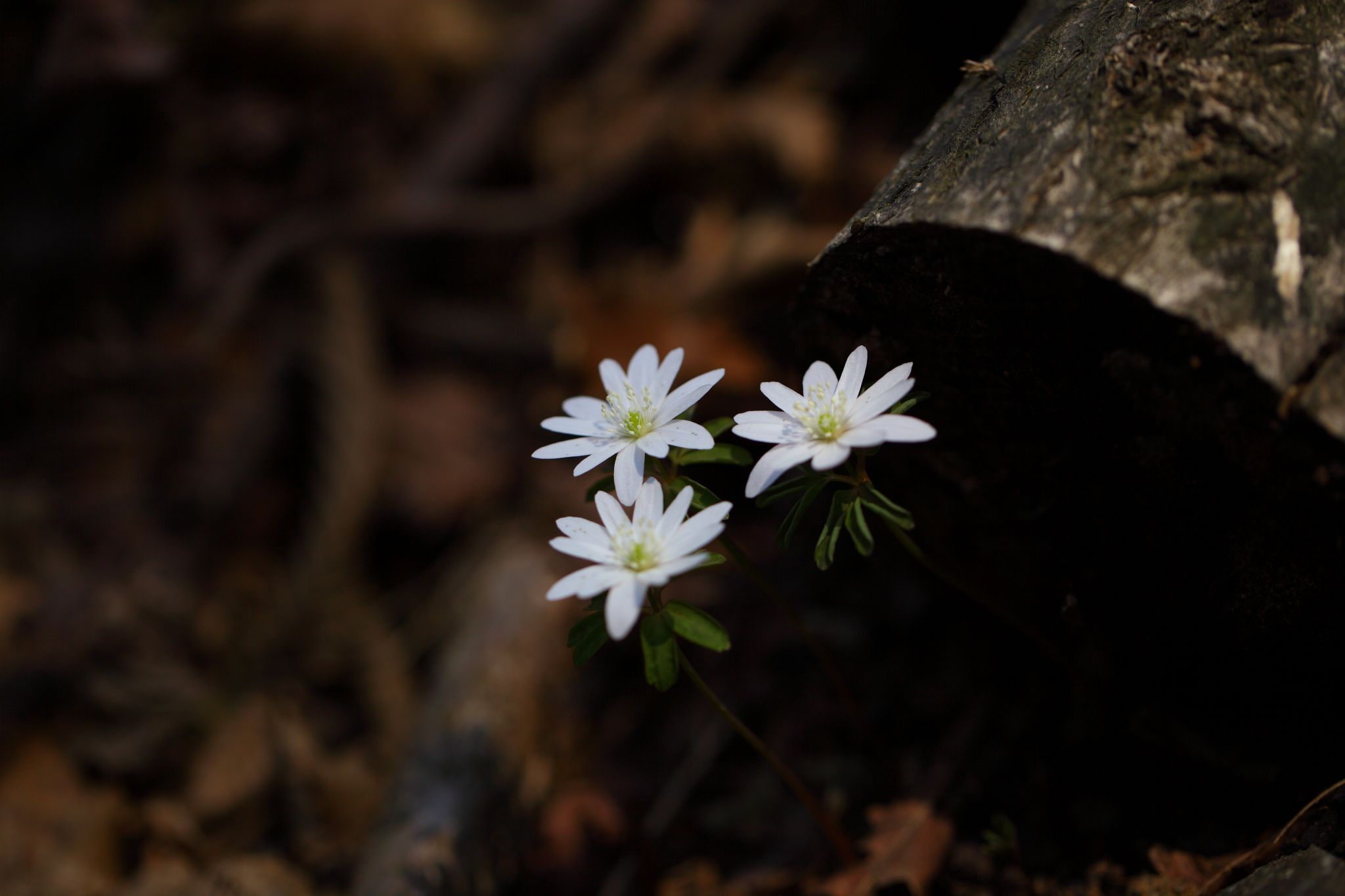 Frühling, Blume, pixabay_Kimdaejueng