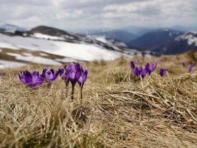 Frühlingserwachen, Krokusse auf Wiese, © Pixabay