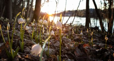 Frühlingsknotenblumen am Klopeiner See, © Jörg Schmöe