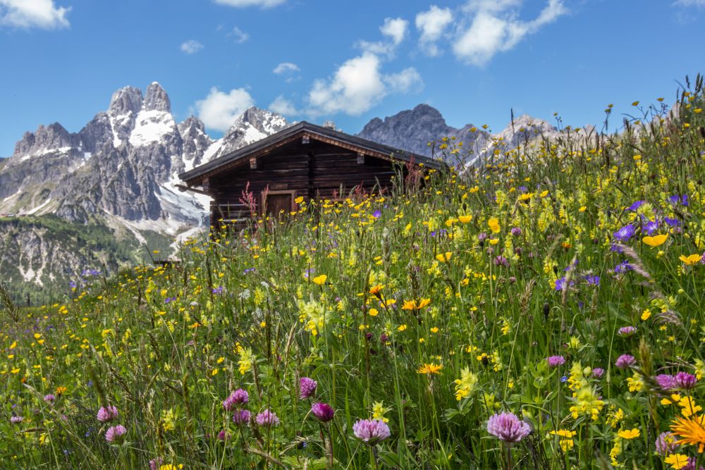 Blumenwiese mit Hütte und Bischofsmütze, © Tourismusinformation Filzmoos, Coen Weesjes