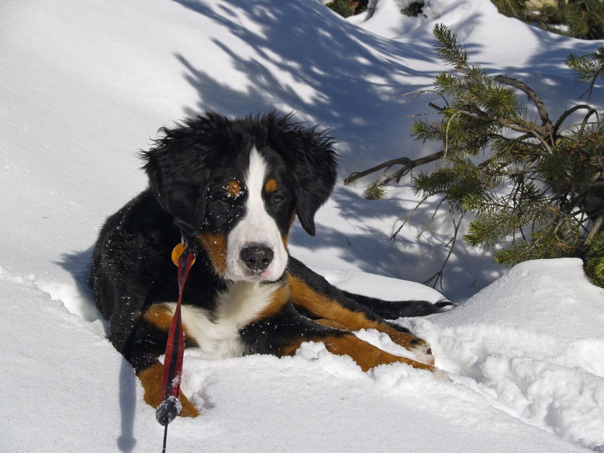 Hund Winter, pixabay