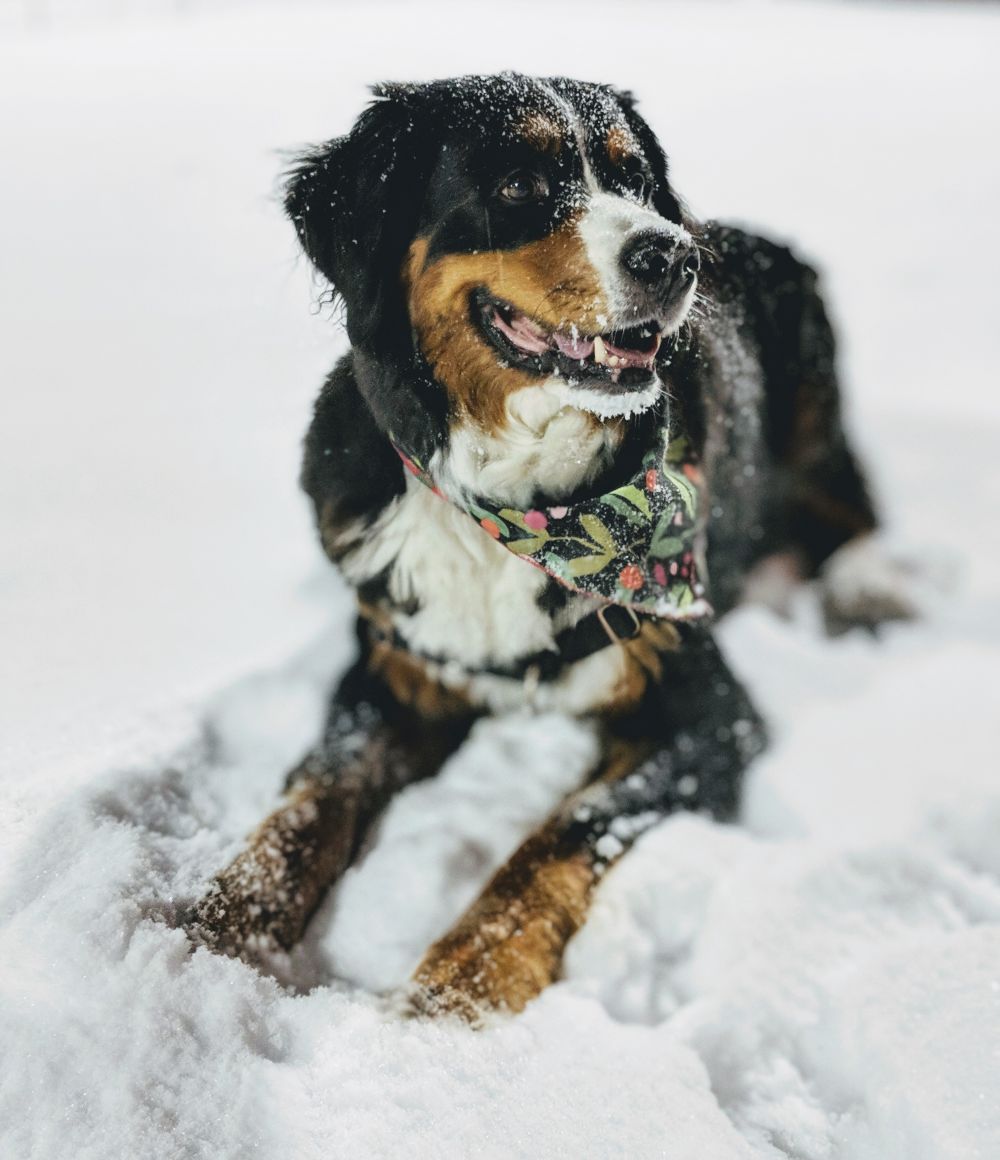 Hund Winter, unsplash