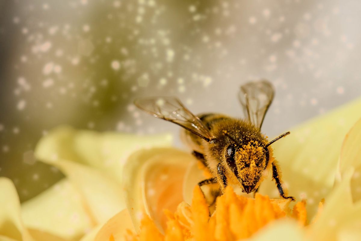 Biene auf Blume, Pixabay