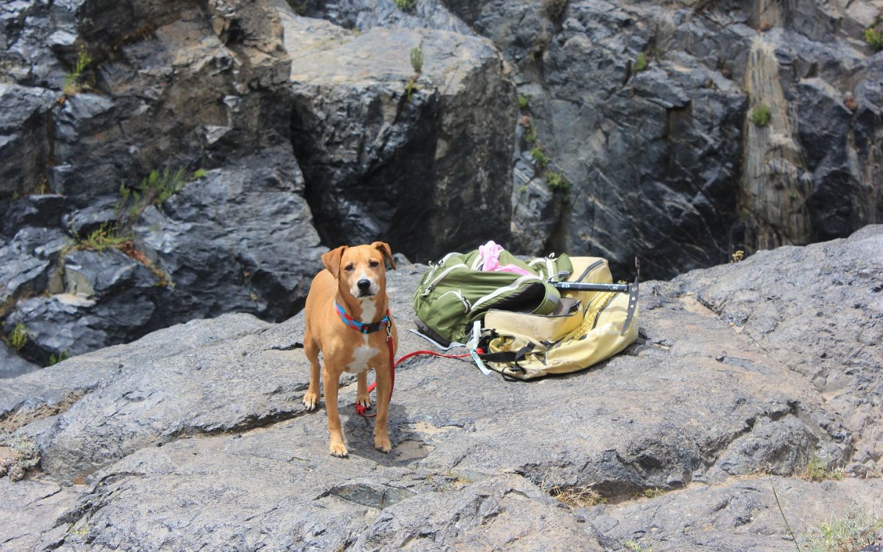 Hund am Berg mit Wanderausrüstung, © Pixabay, AhiruR