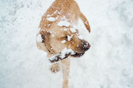 hund im Schnee, pexels