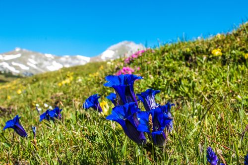 Enzian auf Alpenwiese, Pixabay