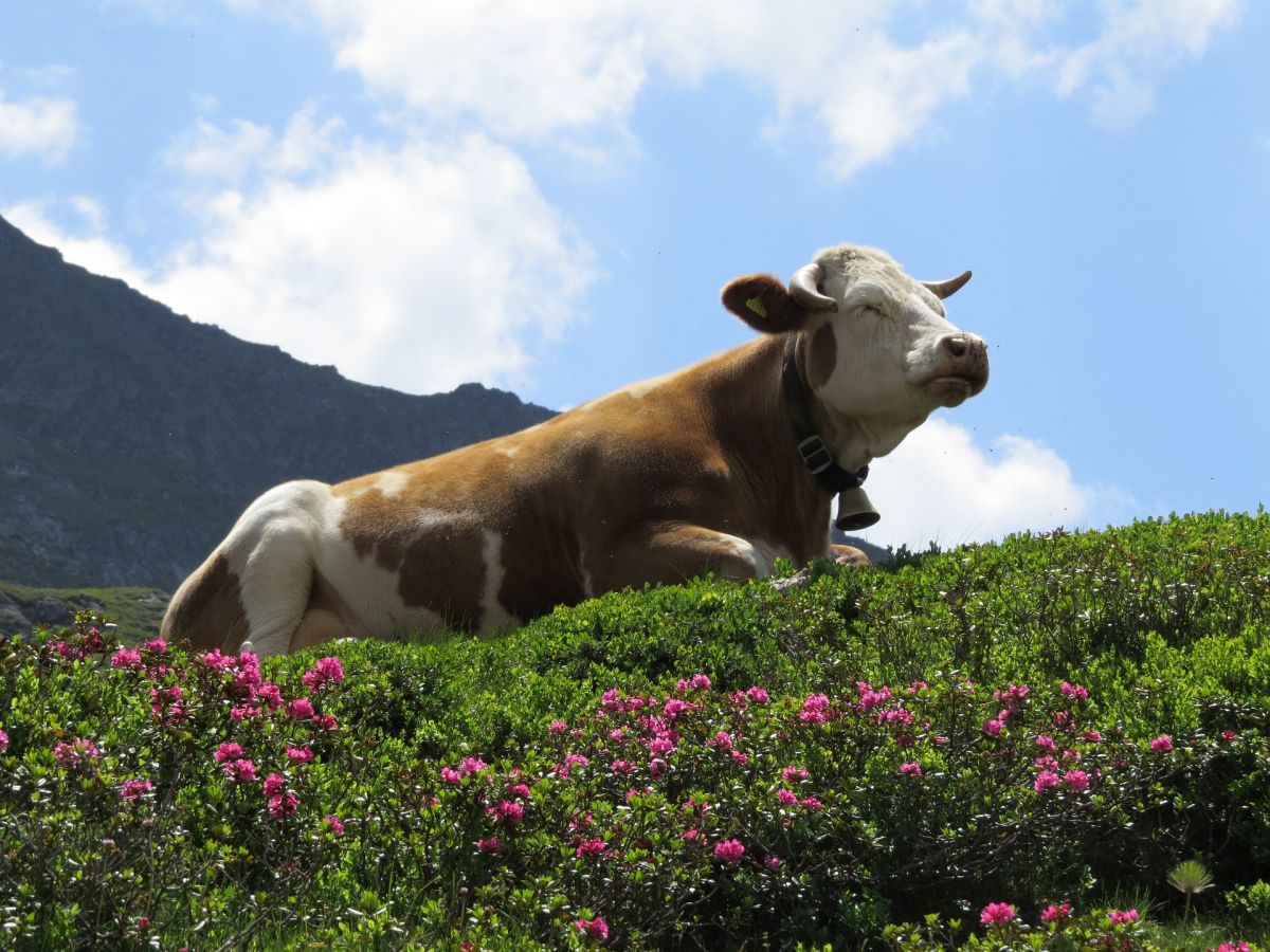 Kuh in Almwiese, Pixabay