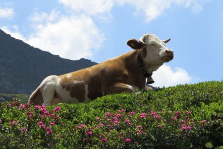 Kuh in Almwiese, Pixabay