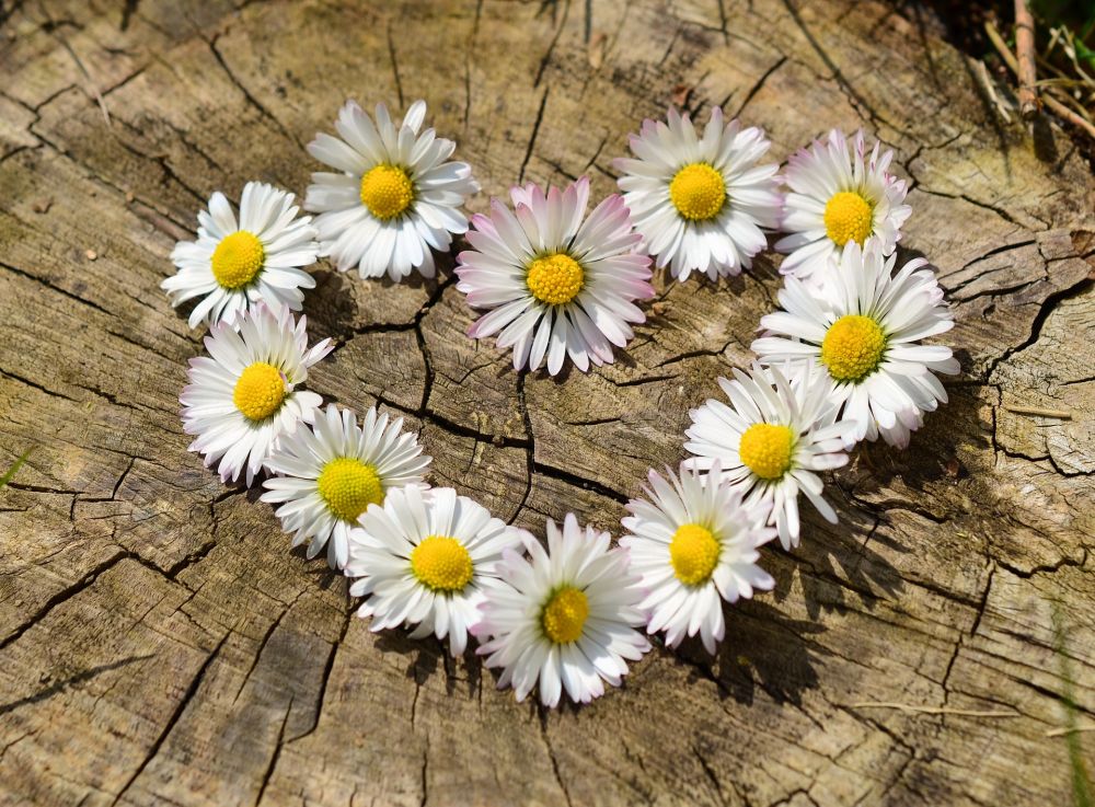 Herz aus Gänseblümchen, Pixabay