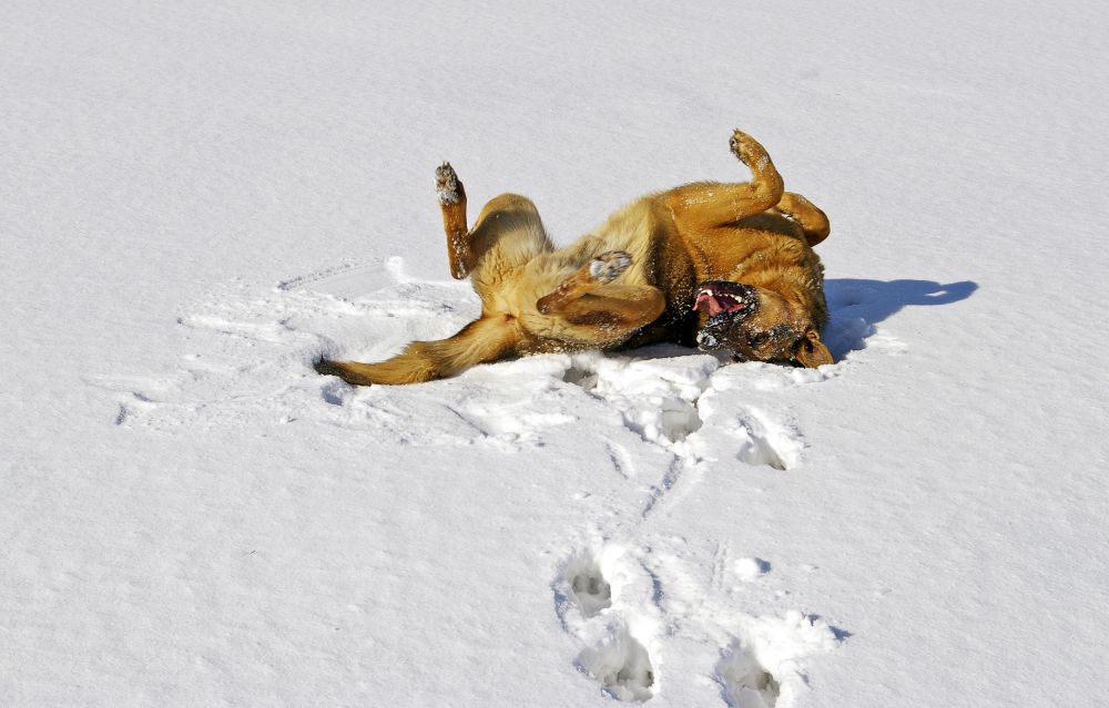 dog-snow,pixabay