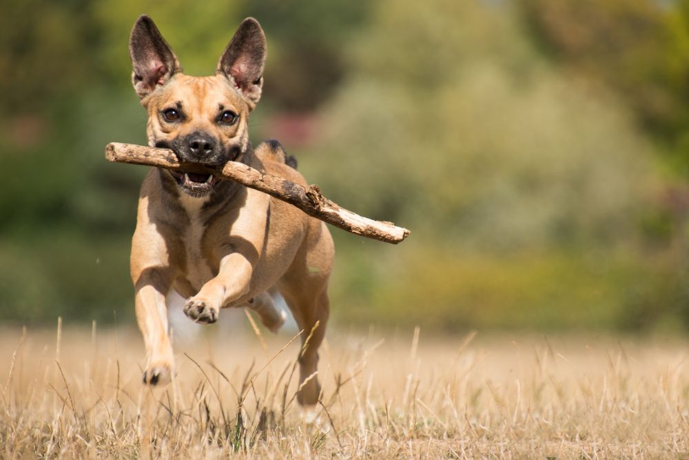 runningdog,pixabay