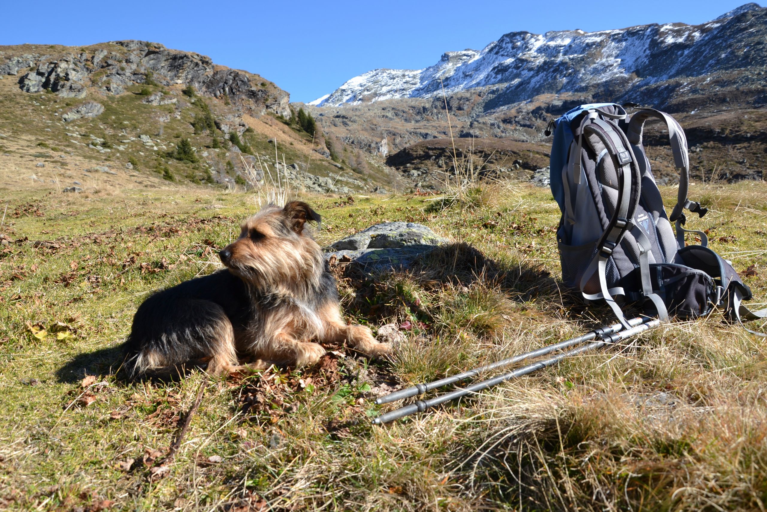 Ramsau am Dachstein - Aussichtsreiche Wanderung mit Hund.