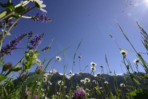 Sommertouren, © Nationalpark Hohe Tauern, Solvin Zankl