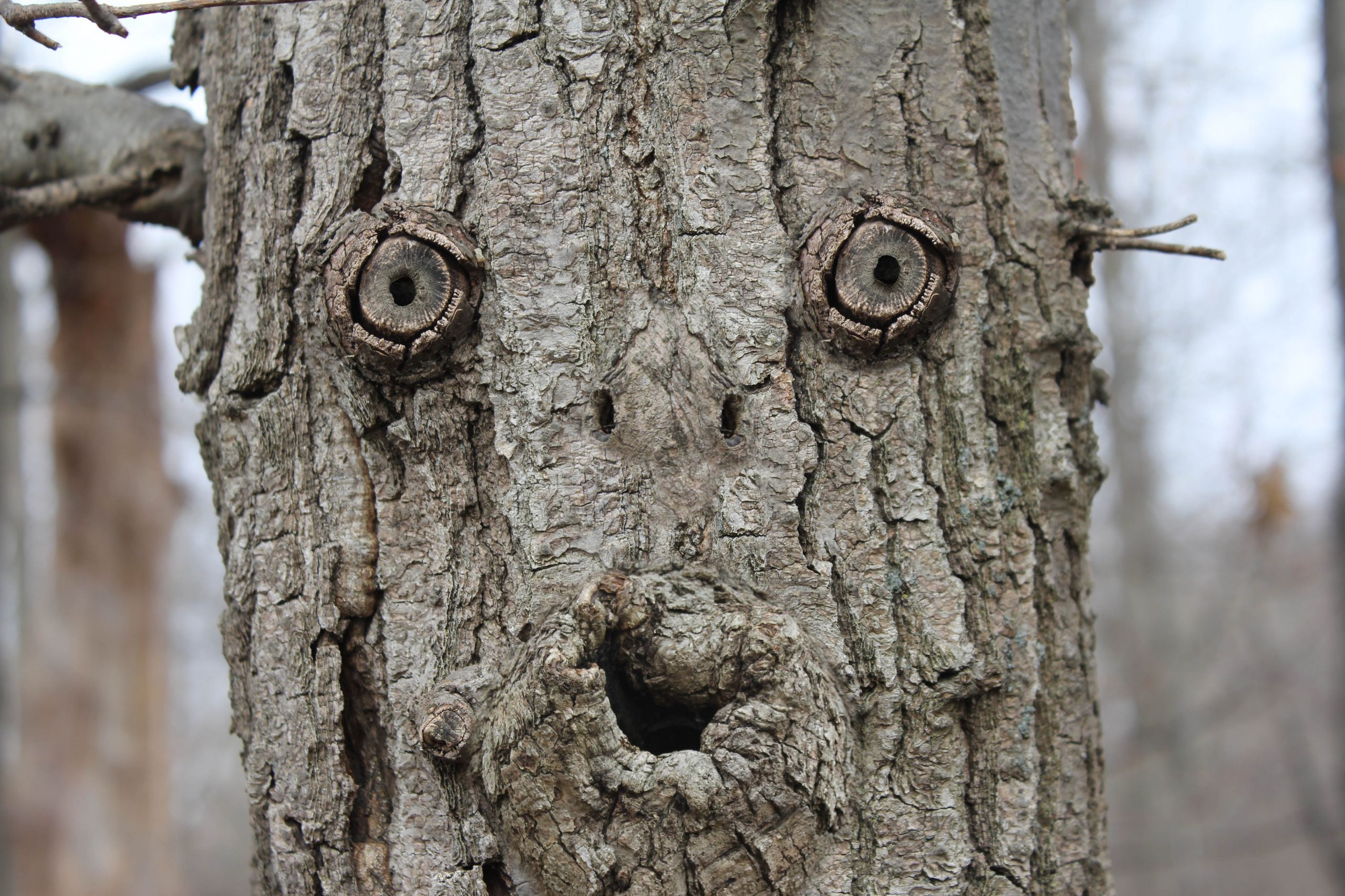 Ein Gesicht im Wald