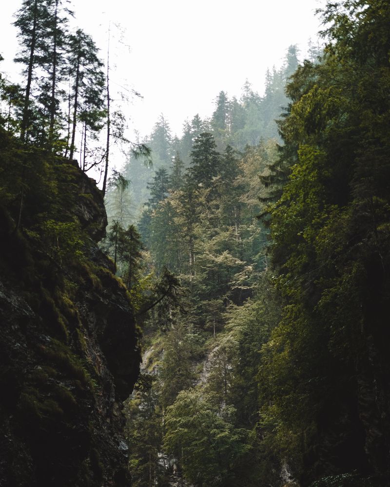 Mysthischer Wald