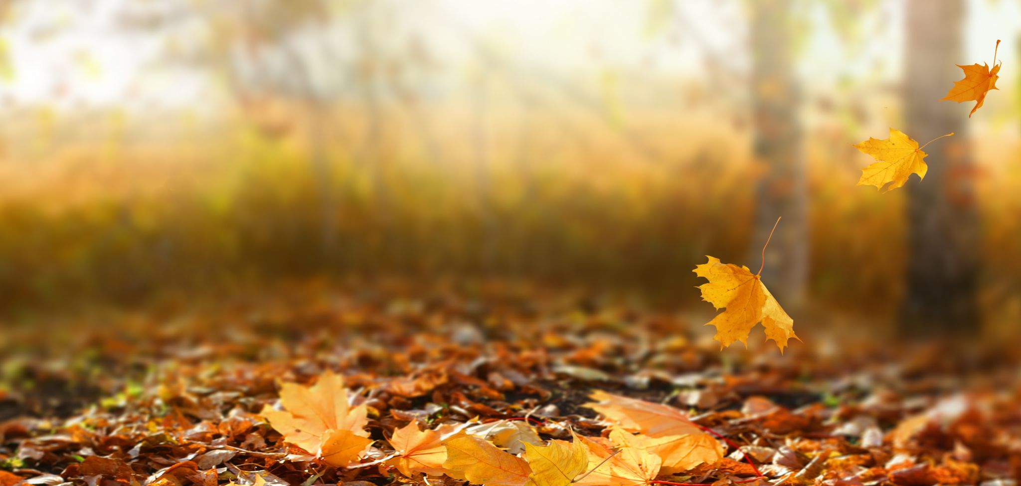 Herbstblätter © shutterstock